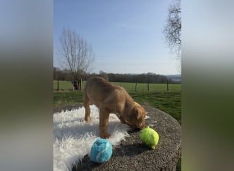 Linou - Also ehrlich, wir sind doch nur Babys!