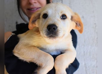 Sirette - ...und Sniffy halten zusammen