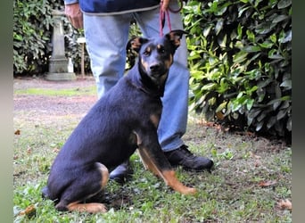 Djamica - fröhliche Junghündin mit offenem Herzen