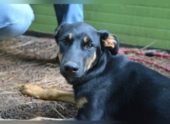 Djamica - fröhliche Junghündin mit offenem Herzen