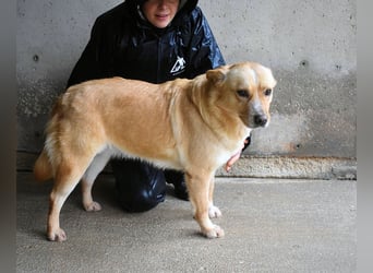 Sigrid - es ist wankelmütig, dieses Schicksal