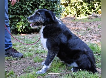 Dino - Gentleman auf Irrwegen