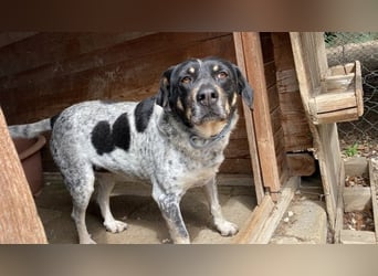 Bice - SOS - Dringend neues Zuhause oder Pflegestelle gesucht /Das hat sie nicht verdient