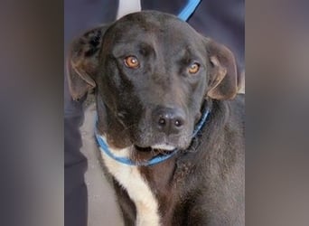 Perlyn - Charmante Ex-Sommerfigur mit Modelpotenzial