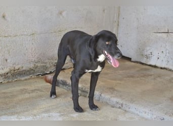 Pollard - Wer zaubert ihm ein Lächeln ins Gesicht?