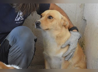Sigrid - es ist wankelmütig, dieses Schicksal