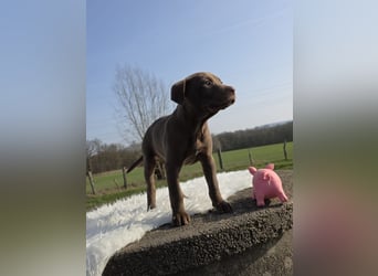 Liva - Also ehrlich, wir sind doch nur Babys!