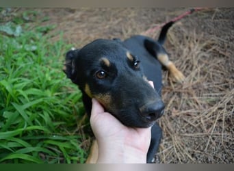 Djamica - fröhliche Junghündin mit offenem Herzen