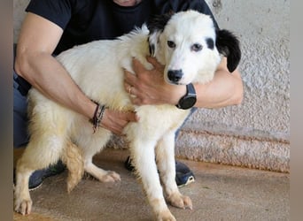 Rylando - Ein Anfang, der nie kam