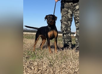 Anny - Ältere Hundedame sucht ihren Prinzessinnenplatz