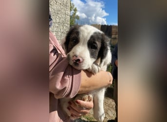 Ingo -  Neunmal werden wir noch wach...