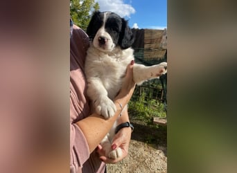 Imma - Neunmal werden wir noch wach...