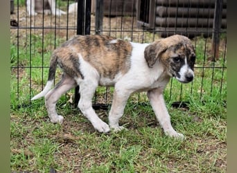 Woola - Als Mama noch bei uns war