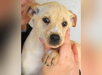 Sniffy - ...und Sirette halten zusammen