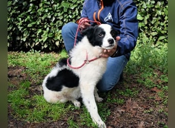 Crix - Hat seine Fledermausohren auf Empfang