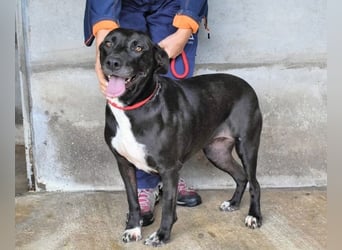 Perlyn - Charmante Ex-Sommerfigur mit Modelpotenzial