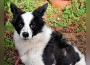 Crix - Hat seine Fledermausohren auf Empfang