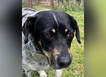 Bice - SOS - Dringend neues Zuhause oder Pflegestelle gesucht /Das hat sie nicht verdient