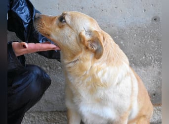 Sigrid - es ist wankelmütig, dieses Schicksal