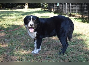 Dino - Gentleman auf Irrwegen