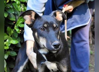 Damiana - ein schüchternes Hundemädchen sucht Sicherheit