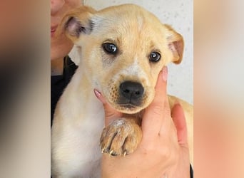 Sniffy - SOS - er bleibt allein zurück  - Dringend Pflegestelle oder Zuhause gesucht!!