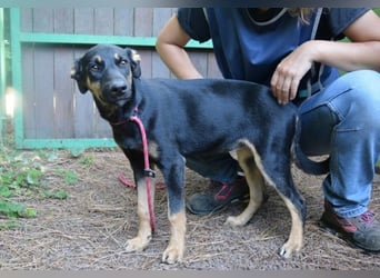 Djamica - fröhliche Junghündin mit offenem Herzen