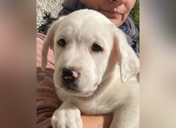 Ivo - Neunmal werden wir noch wach...