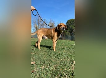 Houdini - ein frischer Wind