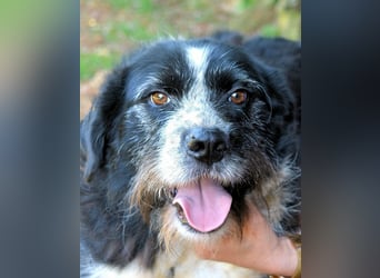 Dino - Gentleman auf Irrwegen