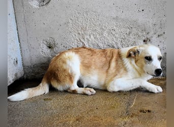 Simbad - Ein verlässlicher Partner...