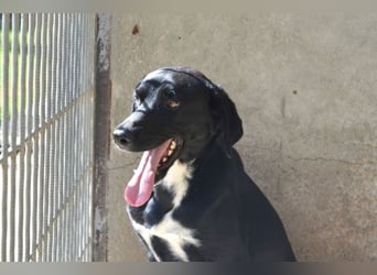 Pollard - Wer zaubert ihm ein Lächeln ins Gesicht?