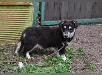 Vistella - Kuckuck...hallo...sind da draußen Menschen?