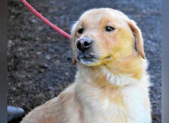 Burke - Der sanfte Bruder mit dem warmen Blick