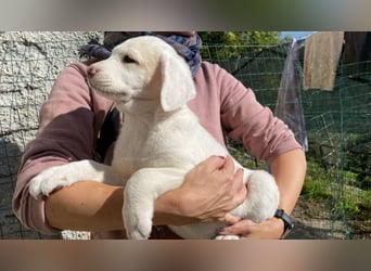 Ilvy - Neunmal werden wir noch wach...