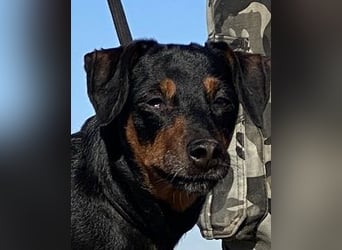 Anny - Ältere Hundedame sucht ihren Prinzessinnenplatz