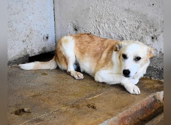 Simbad - Ein verlässlicher Partner...