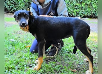 Damiana - ein schüchternes Hundemädchen sucht Sicherheit