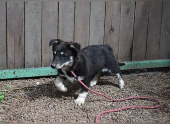 Vessilia - Kuckuck...hallo...sind da draußen Menschen?