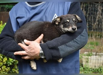 Vessilia - Kuckuck...hallo...sind da draußen Menschen?