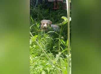 Maja - (Dringend Zuhause oder Pflegestelle gesucht) Wer kennt nicht die Biene Maja?