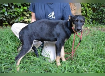 Damiana - ein schüchternes Hundemädchen sucht Sicherheit