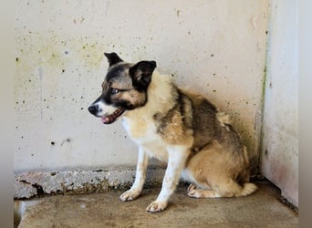 Quorivah - Wenn Schönheit im inneren Eis gefangen ist.