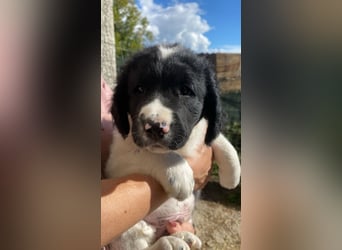 Ian - Neunmal werden wir noch wach...