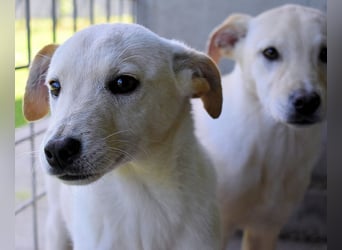 Elvio - seine Mut-Münzen sind fast aufgebraucht