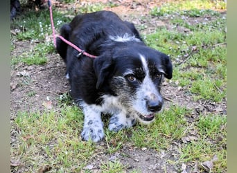 Dino - Gentleman auf Irrwegen