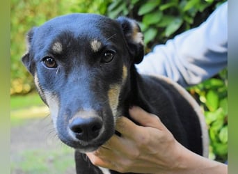 Damiana - ein schüchternes Hundemädchen sucht Sicherheit