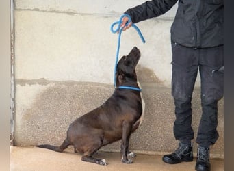 Perlyn - Charmante Ex-Sommerfigur mit Modelpotenzial