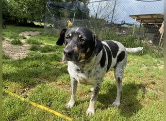 Bice - SOS - Dringend neues Zuhause oder Pflegestelle gesucht /Das hat sie nicht verdient