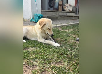 Maja - (Dringend Zuhause oder Pflegestelle gesucht) Wer kennt nicht die Biene Maja?